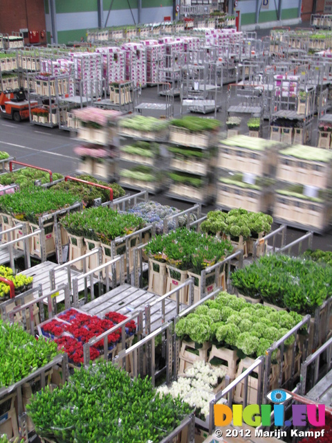 SX23964 Bloemenveiling Aalsmeer FloraHolland Flower Auction